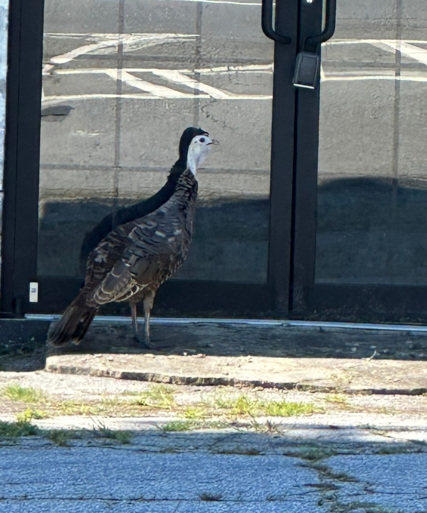 미국 상가 건물 유리창 앞에 서서 배회하는 야생 칠면조 Wild Turkey 모습